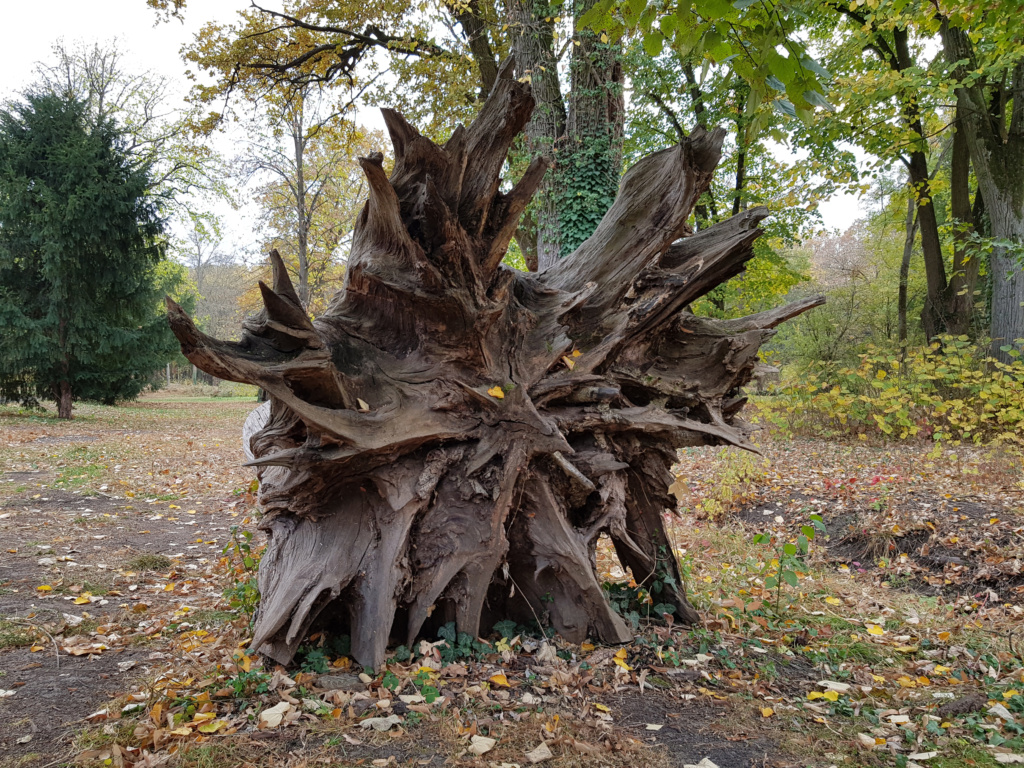 Egy kidőlt fa az egyik gyönyörű gyulai parkban