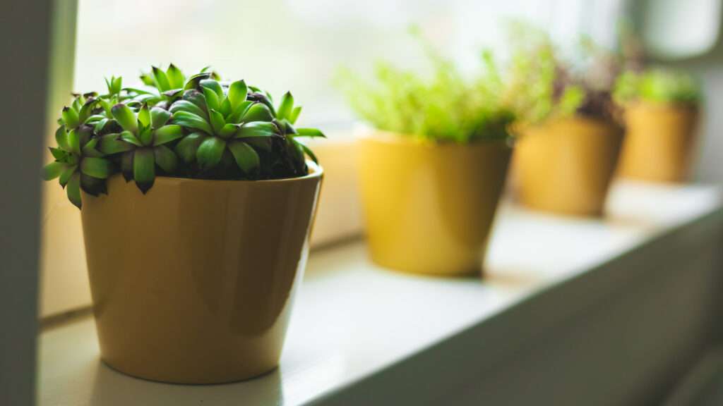 Vica Apartman Gyula Ablakpárkány